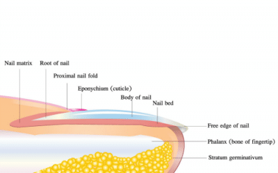Basic Lessons on Toenail Anatomy