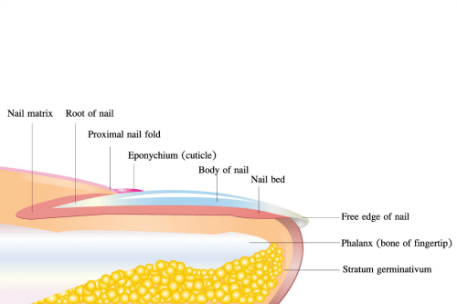 Basic Lessons on Toenail Anatomy